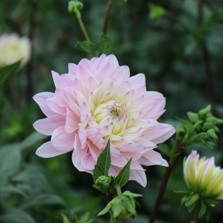 Dahlia Tuber 'Silver Years'