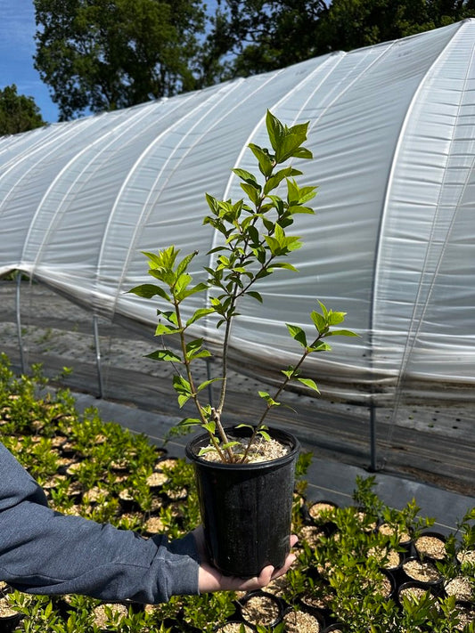 Hydrangea paniculata 'Limelight', lot of 3