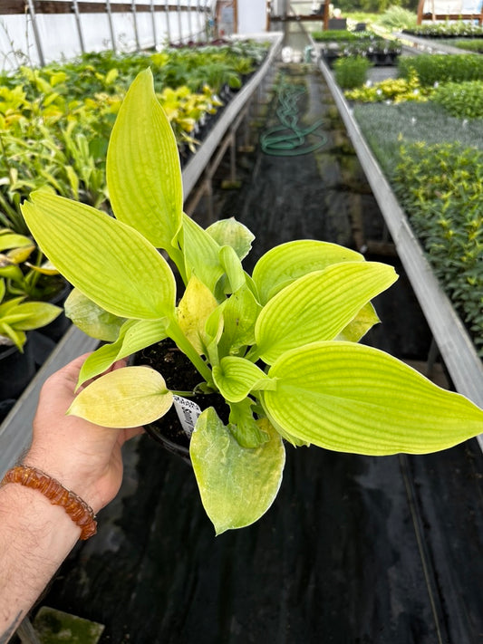 Hosta 'Sunny Halcyon' 3 Plants