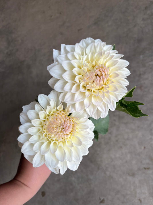 RC- Dahlia 'Bloomquist Snowy'  (1 plant)