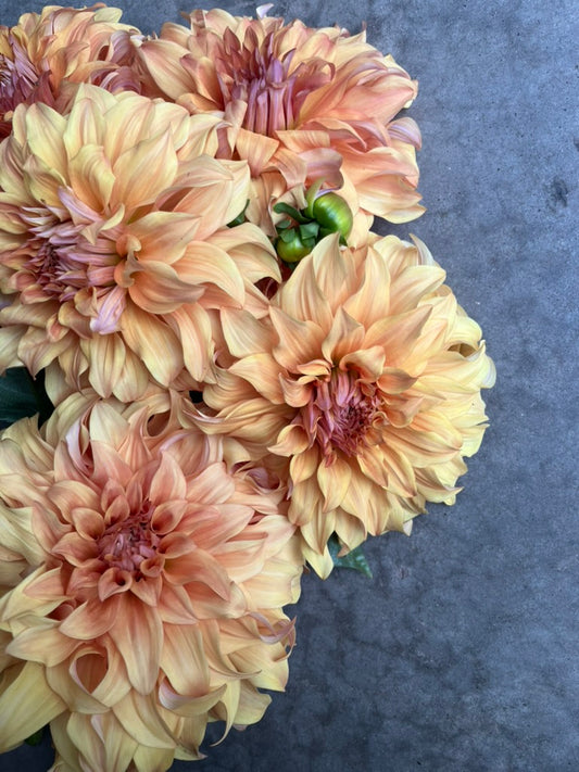 RC- Dahlia 'Hamari Gold' (4 pack)