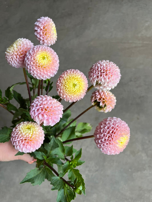 URC Bulk - Dahlia 'Irish D. Porter' (50 ct)
