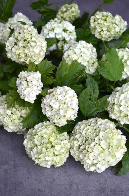 Quart - Viburnum opulus 'Roseum'