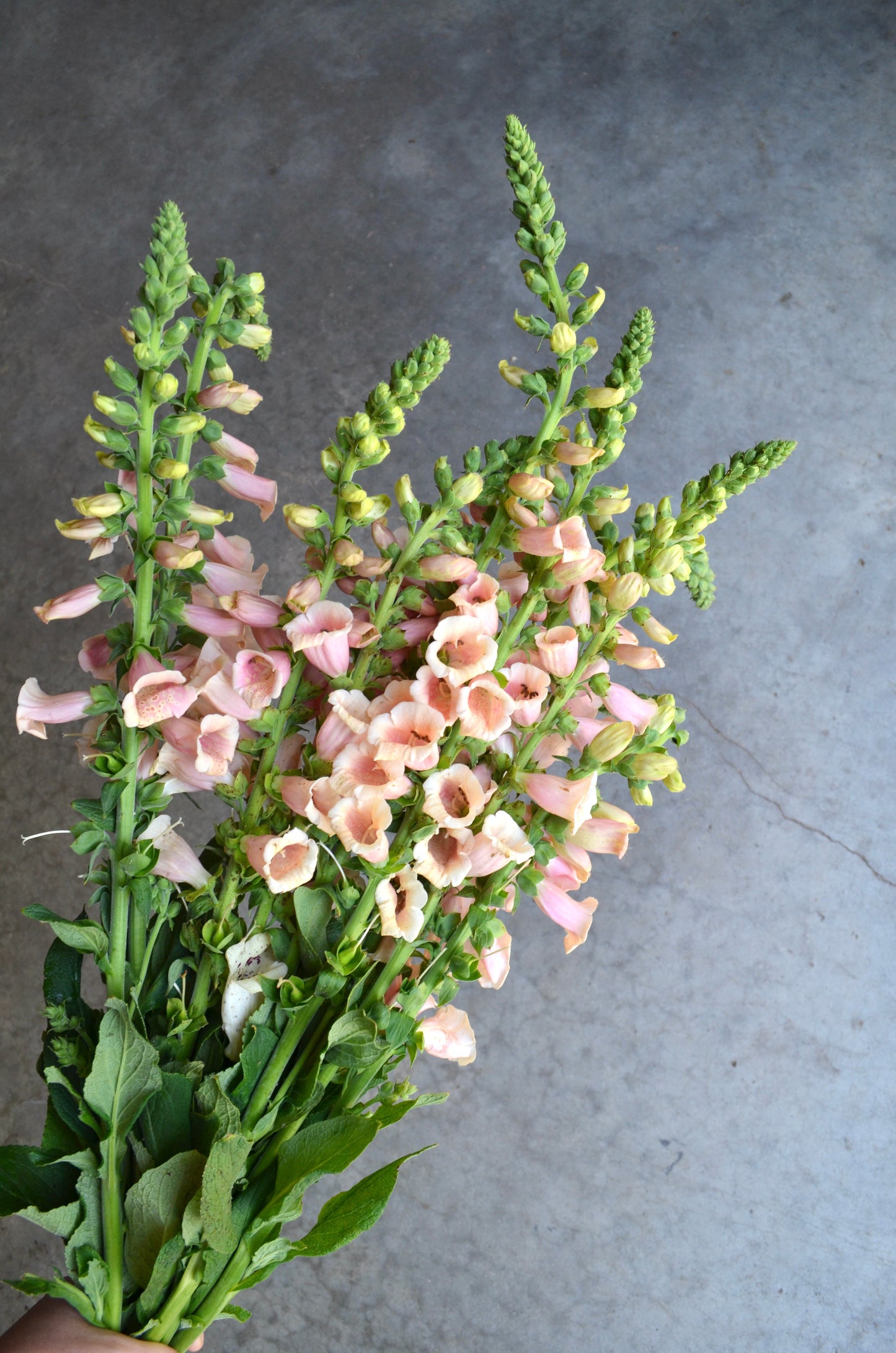 Digitalis 'Dalmation Peach'
