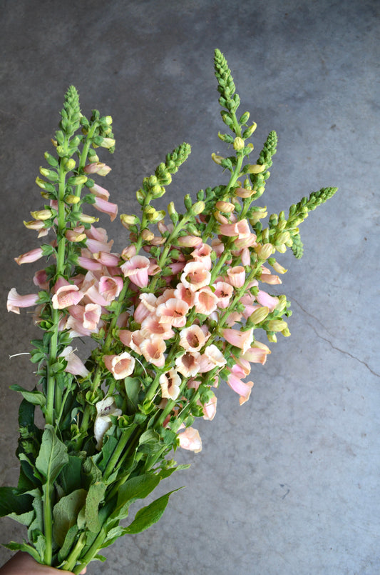 Digitalis 'Dalmation Peach'