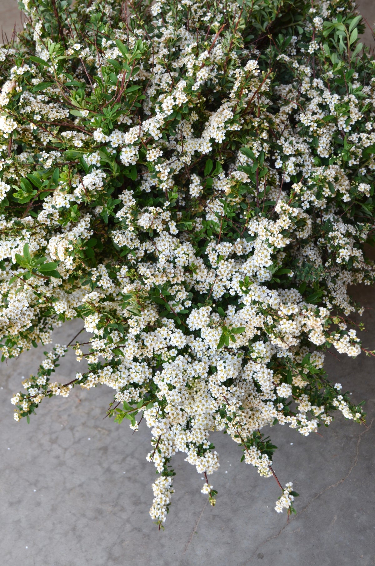 Quart - Spiraea nipponica 'Snowmound'