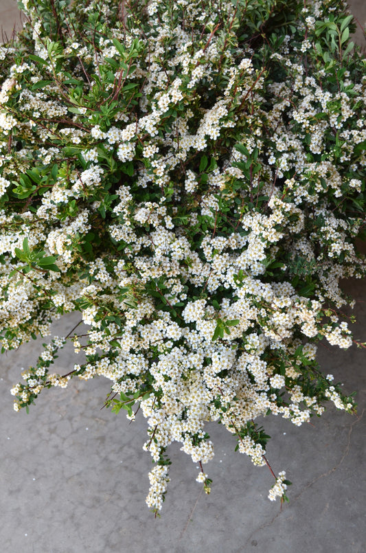 Quart - Spiraea nipponica 'Snowmound'