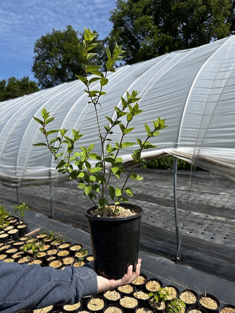 Hydrangea paniculata 'Grandiflora', lot of 3