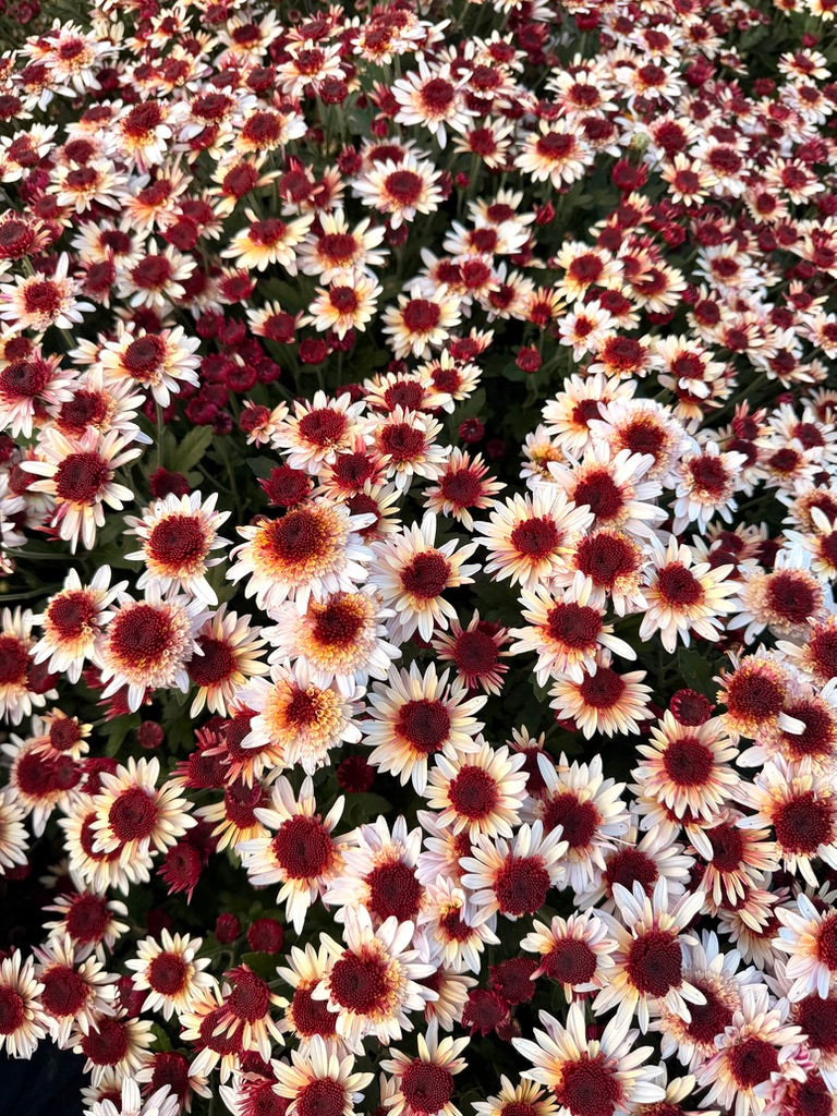 RC- Chrysanthemum 'Suntaste Nutmeg' (4 pack)