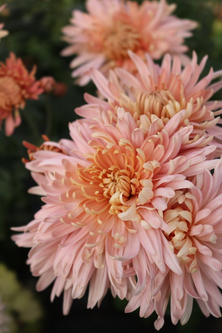 RC- Heirloom Chrysanthemum 'Blush Strokes'