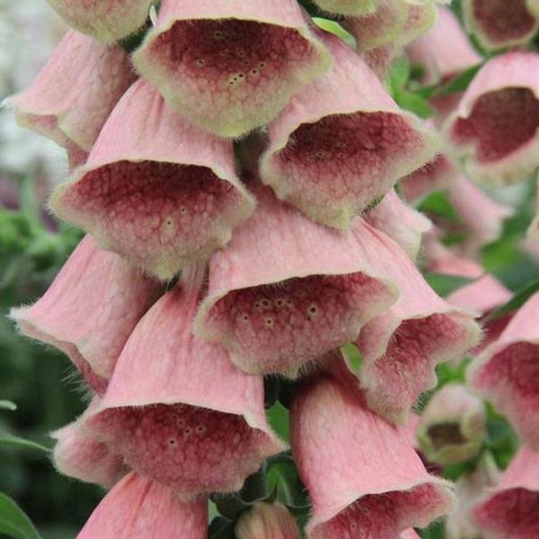 Digitalis mertonensis 'Strawberry'