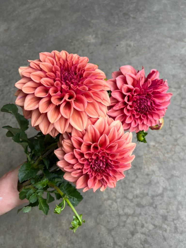 RC- Dahlia 'Orange Globe' (4 pack)