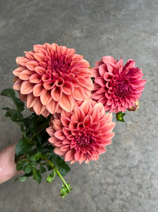 RC- Dahlia 'Orange Globe' (4 pack)