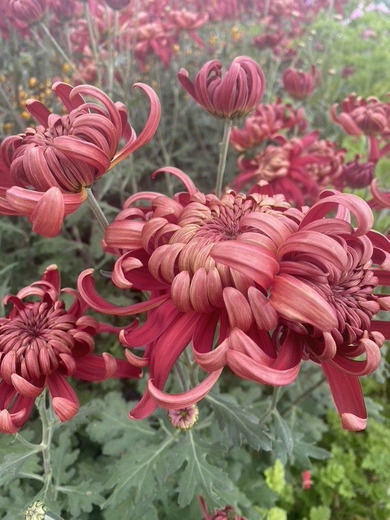 RC- Heirloom Chrysanthemum 'Crimson Tide'