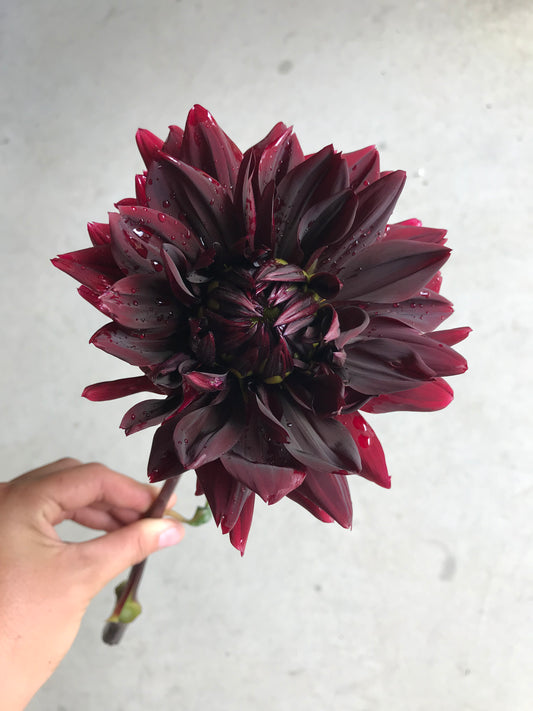 RC- Dahlia 'Rip City'  (4 pack)