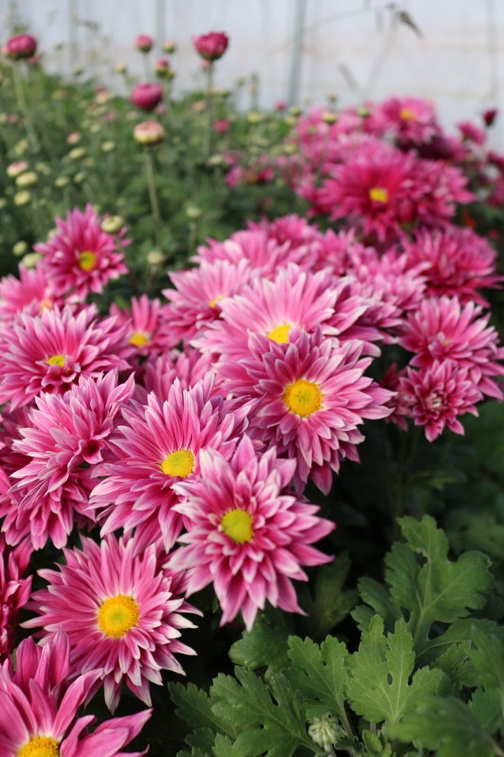 RC- Heirloom Chrysanthemum 'Frosty Morn'