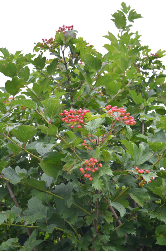 Quart - Viburnum trilobum Wentworth