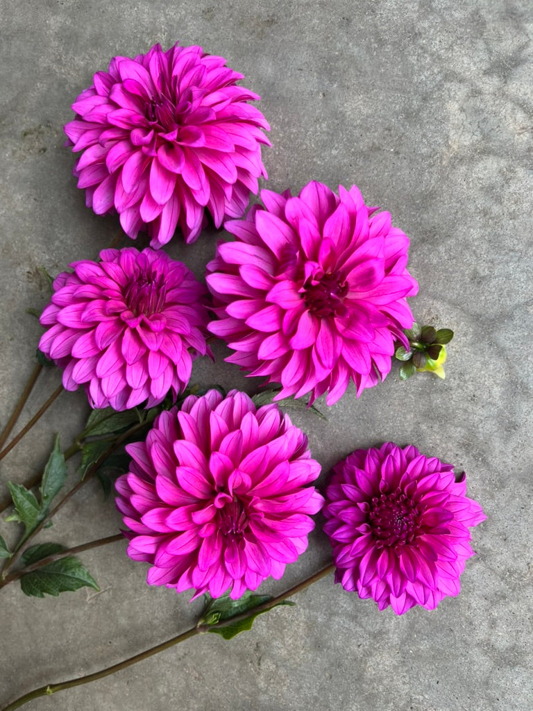 RC- Dahlia 'Bloomquist Pinwheel'  (1 plant)