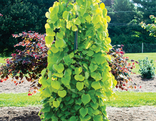 Quart - Cercis canadensis 'Golden Falls'