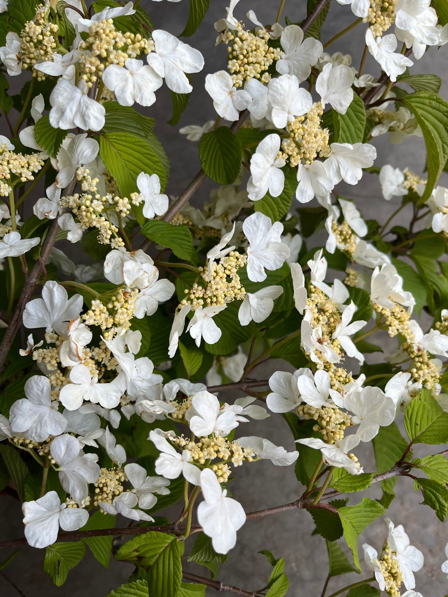 Bare Root Shrub - Viburnum 'Mariesii' (10 ct)