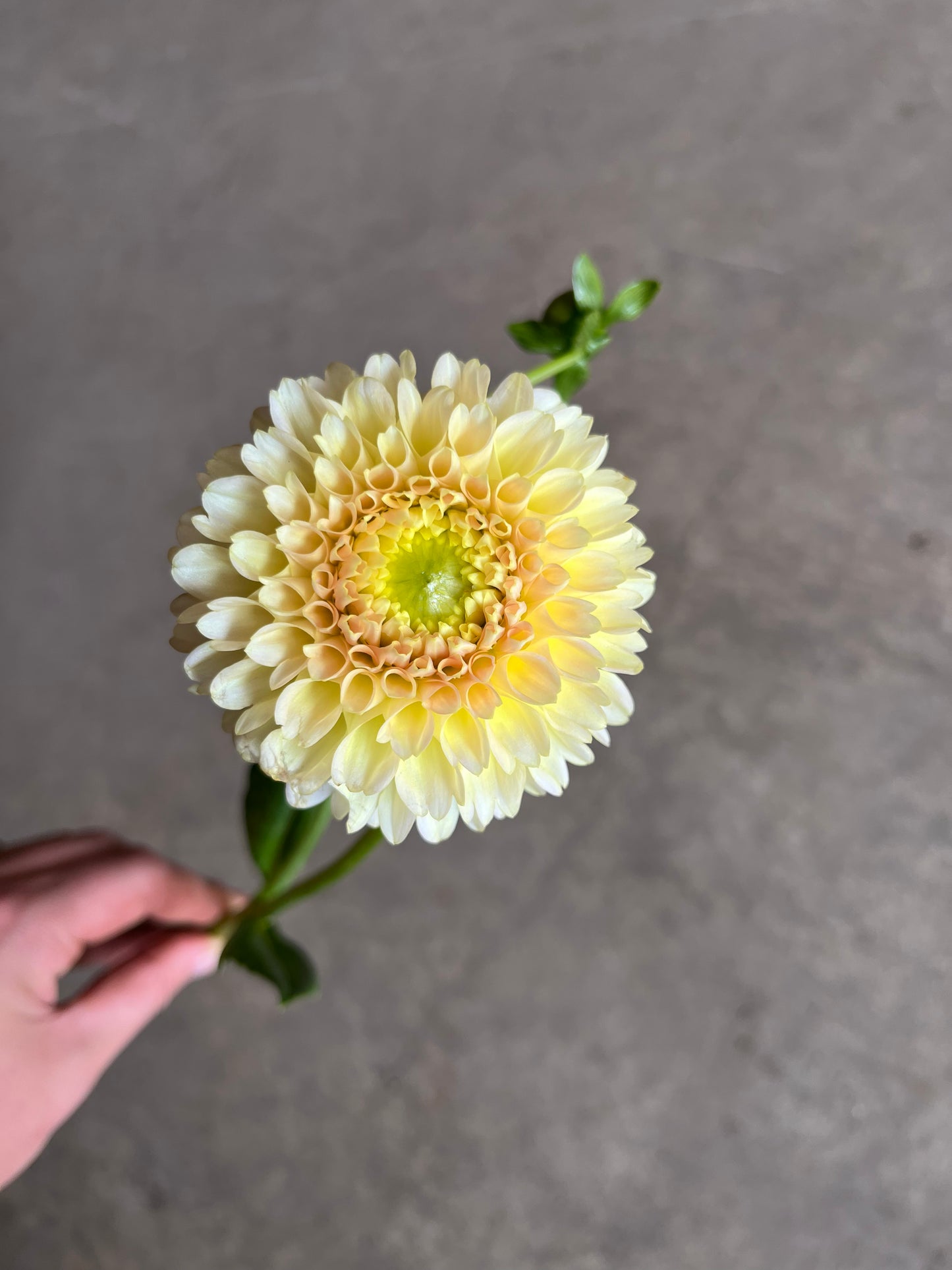 RC- Dahlia 'Skipley Moonglow'  (1 plant)