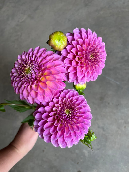 URC Bulk - Dahlia 'Skipley Spot of Gold' (50 ct)