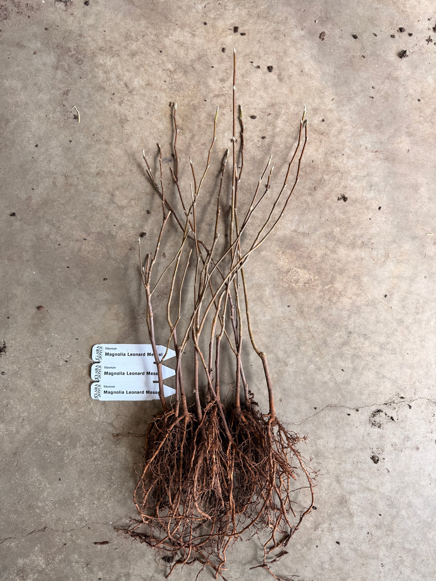 Bare Root Shrub - Magnolia 'Leonard Messel' (10 ct)