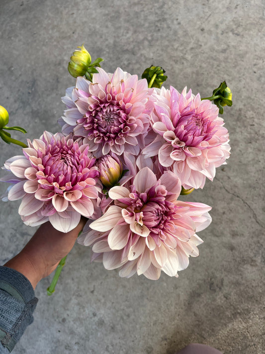 RC- Dahlia 'Penny Lane' (1 plant)