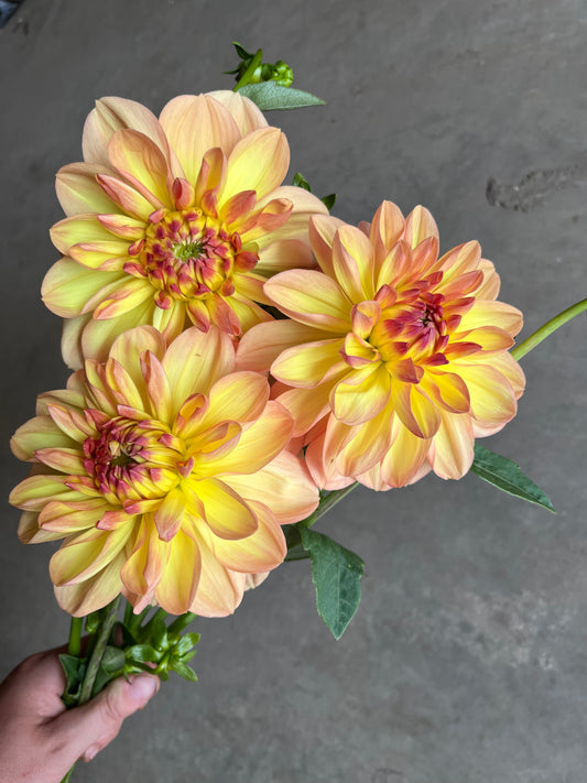 RC- Dahlia 'Ace Summer Sunset' (4 pack)
