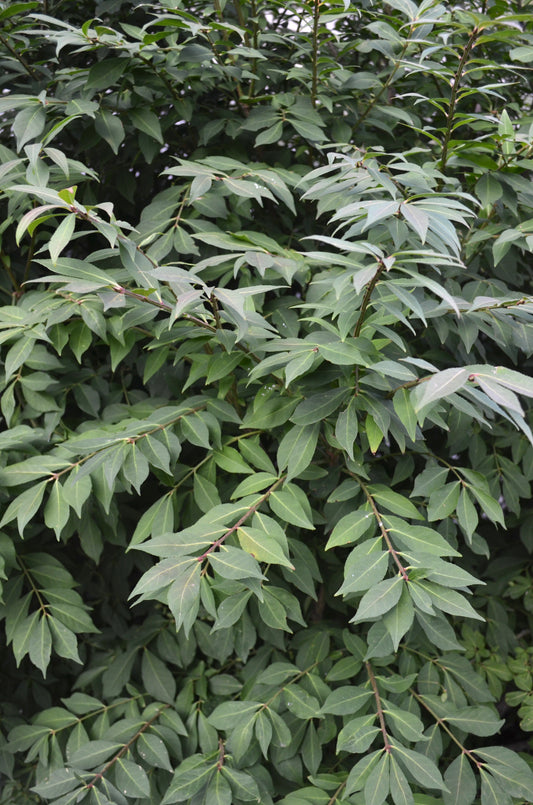 Quart - Euonymus alatus 'Compactus'