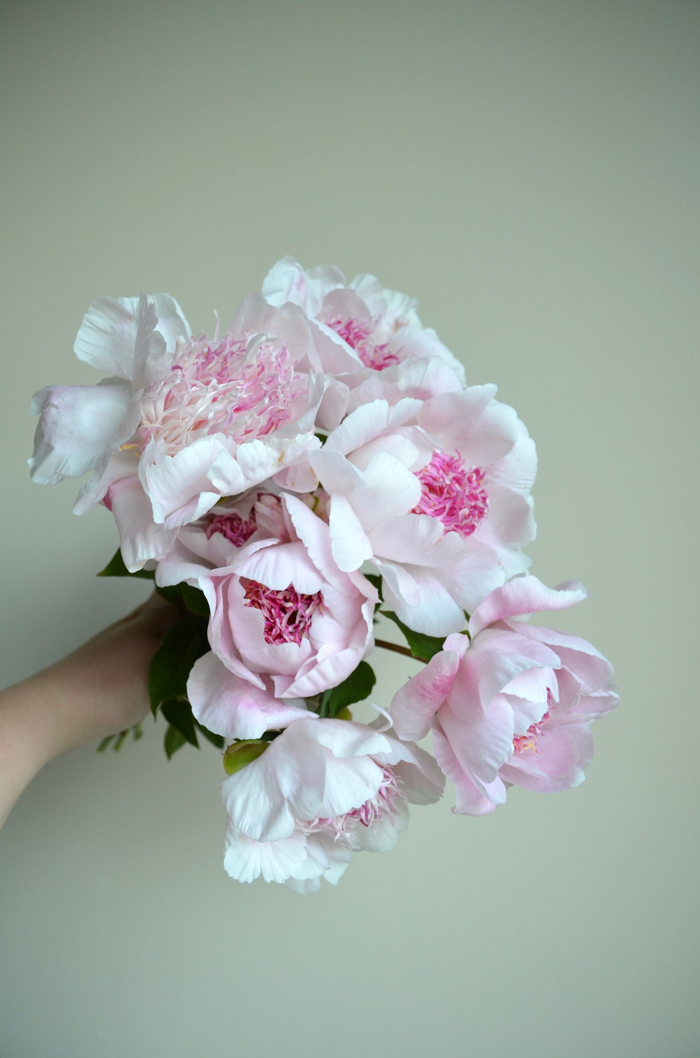 Peony Bare Root - 'Do Tell'