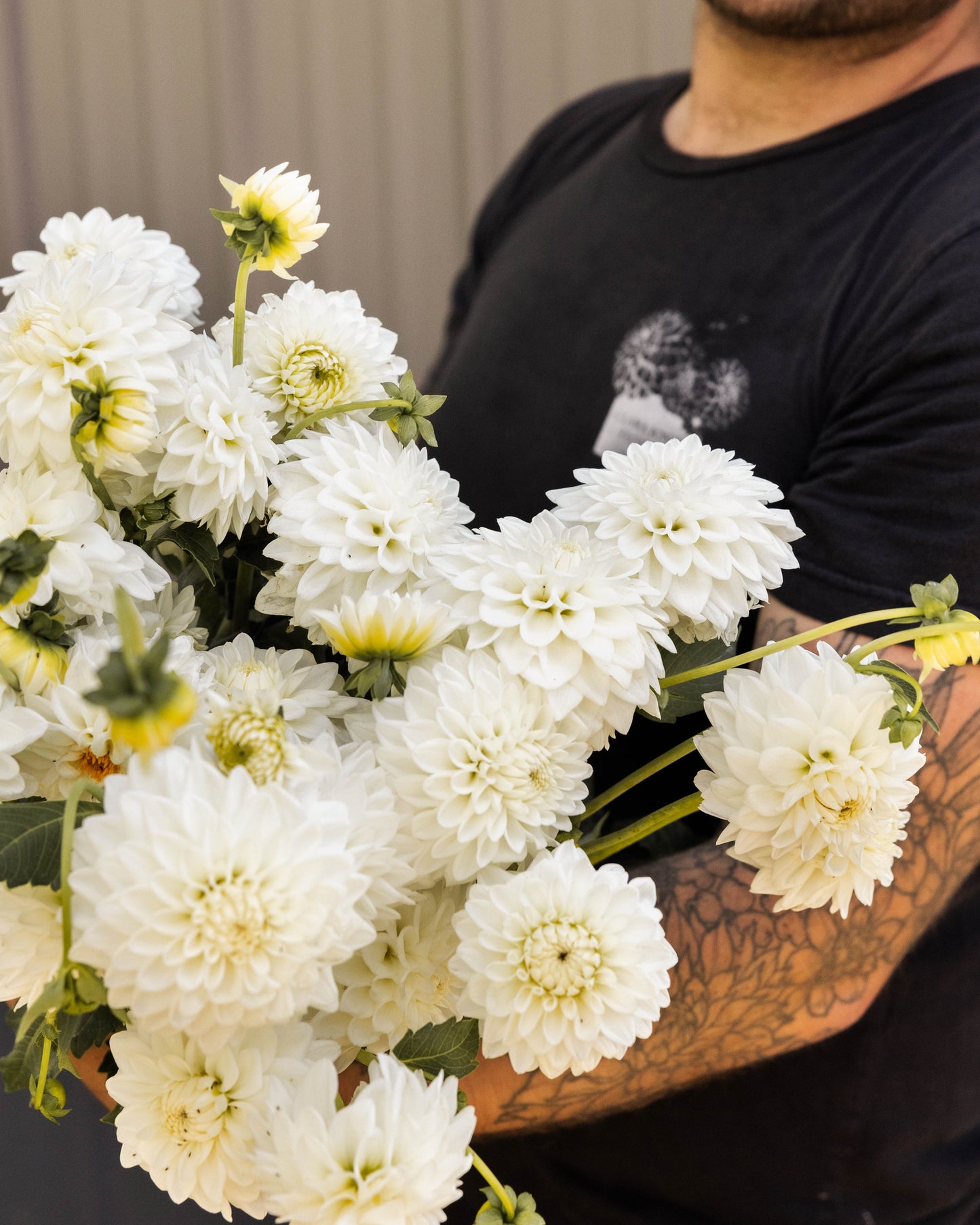 Dahlia Tuber 'Blizzard'