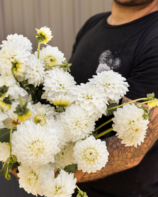 URC 'Blizzard' Dahlia 10 Cuttings