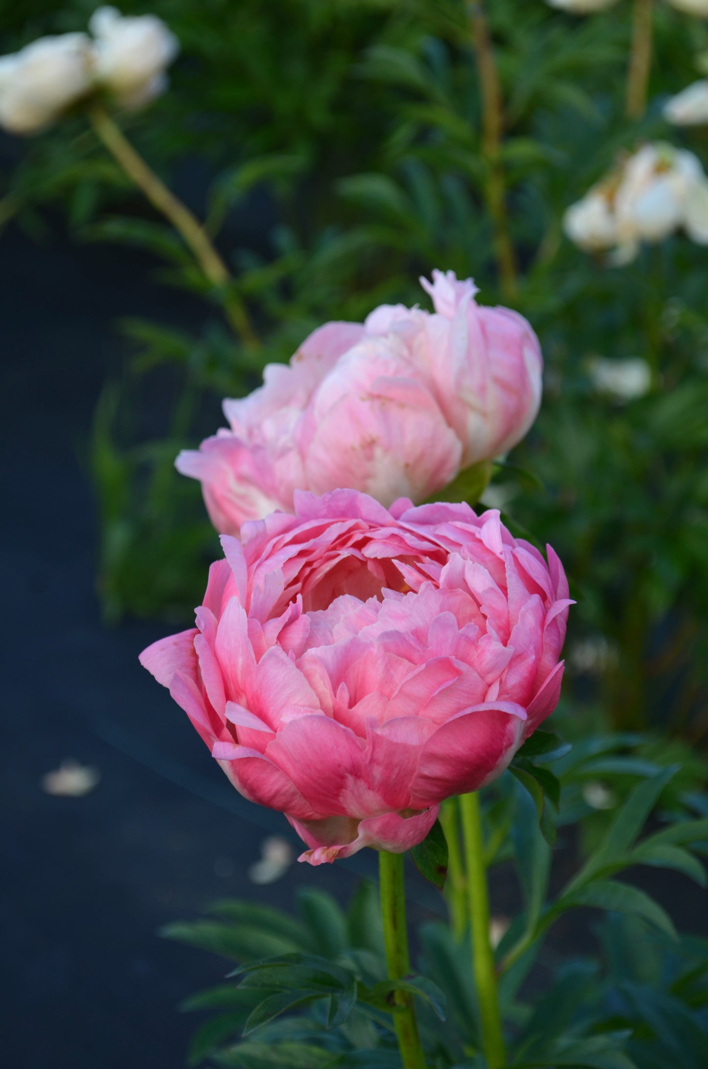 Peony Bare Root - 'Coral Sunset'