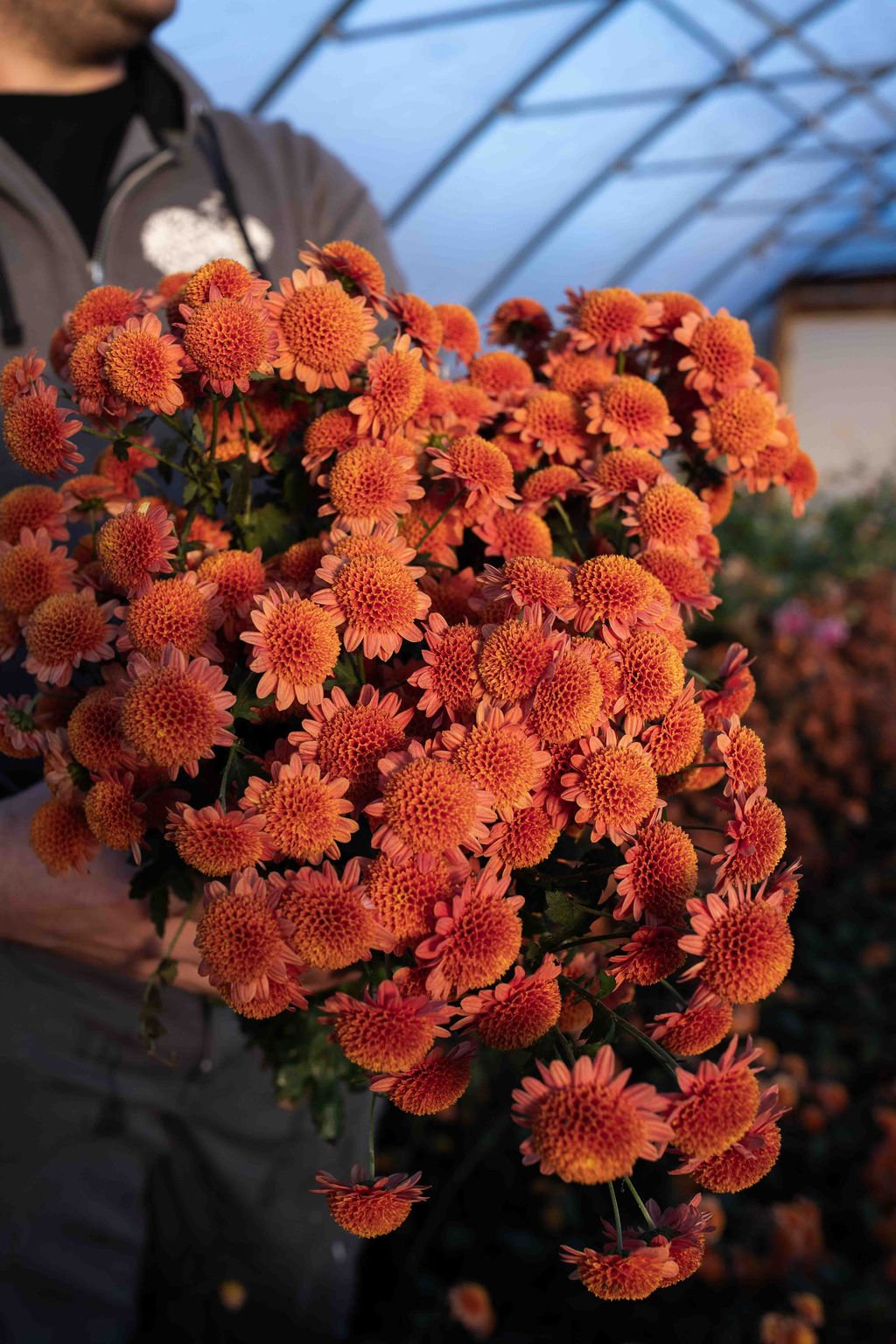 RC- Heirloom Chrysanthemum 'Bronze Fleece"