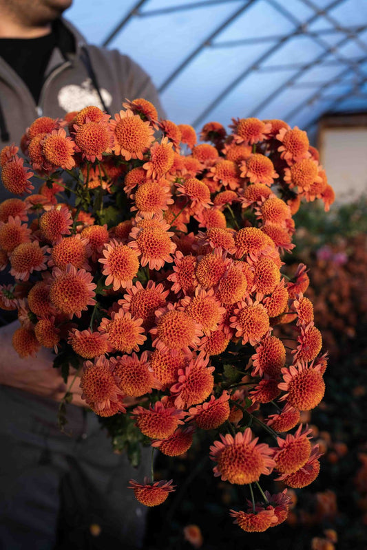 URC 'Bronze Fleece' Chrysanthemum 10 Cuttings