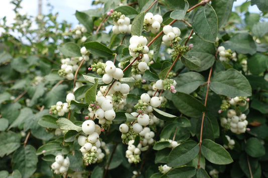 Quart - Symphoricarpos albus White Snowberry