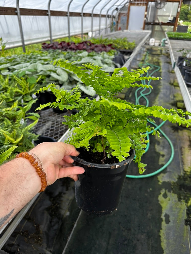 Fern 'Northern Maidenhair' 3 Plants