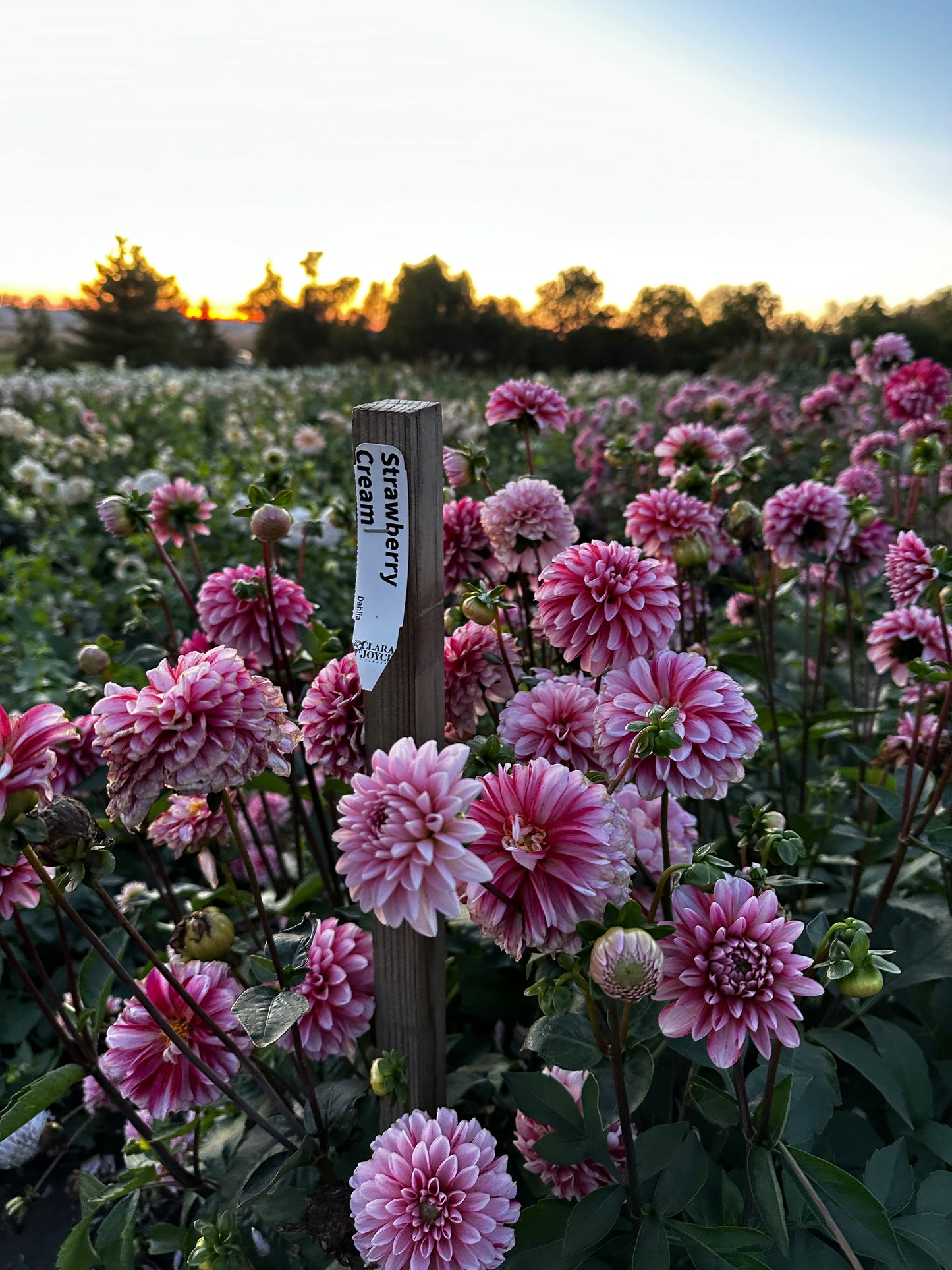 RC- Dahlia 'Strawberry Cream'