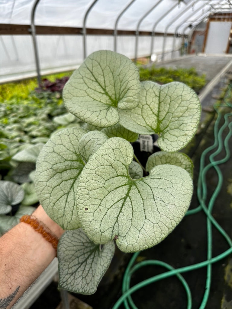 Brunnera 'Sterling Silver' 3 Plants