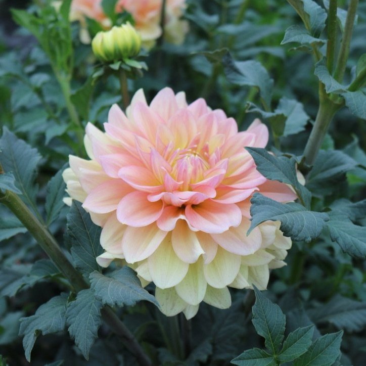 Dahlia Tuber 'Wyns NEW Pastel'