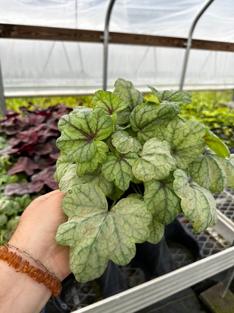 Heucherella 'Pink Fizz' 3 Plants