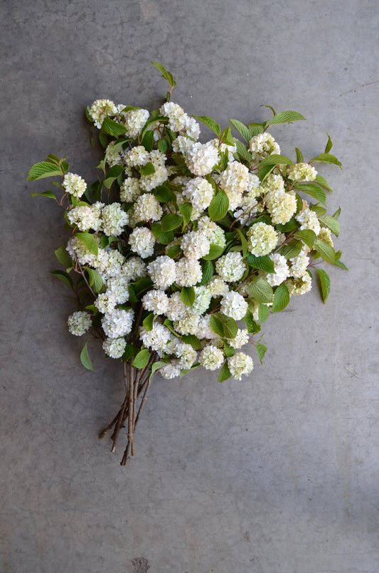 Bare Root Shrub - Viburnum 'Popcorn' (10 ct)