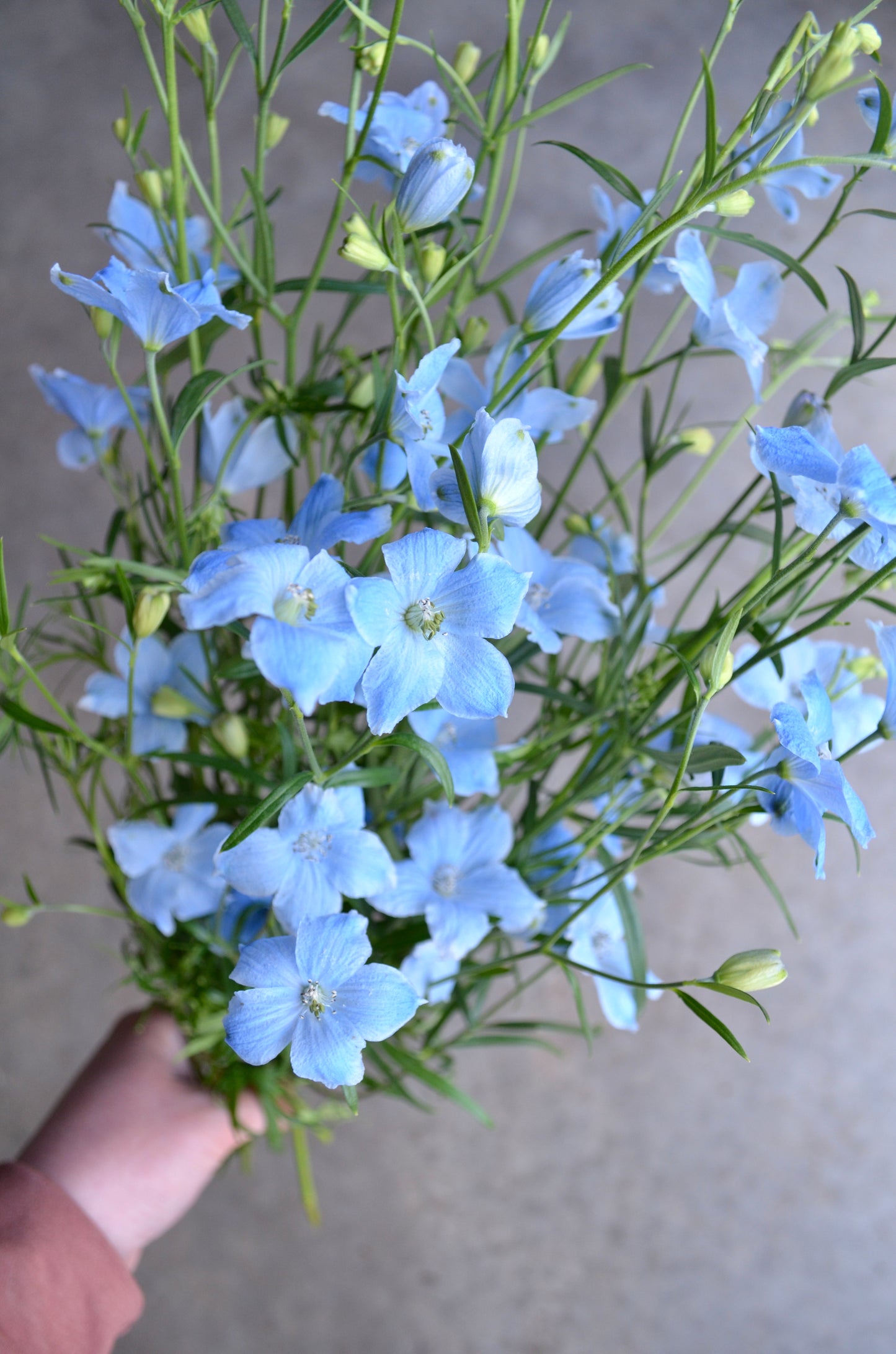 Delphinium 'Brezza Light Blue'