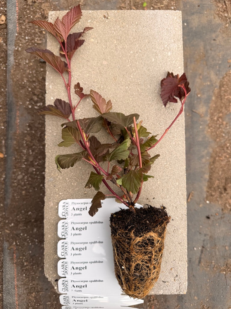 Physocarpus opulifolius 'Angel™'