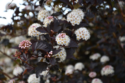 Quart - Physocarpus opulifolius 'Diabolo'