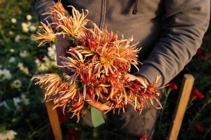 RC- Heirloom Chrysanthemum 'Mocha'