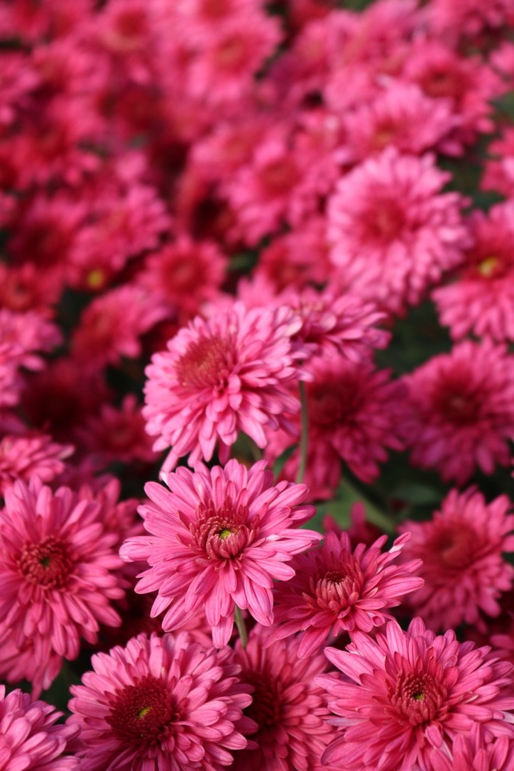 RC- Heirloom Chrysanthemum 'Cranberry Wine'