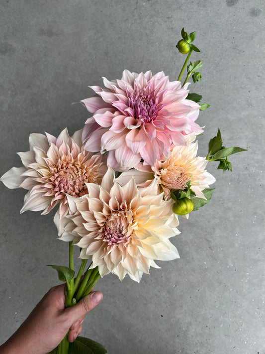 URC 'Cafe au Lait' Dahlia 10 Cuttings