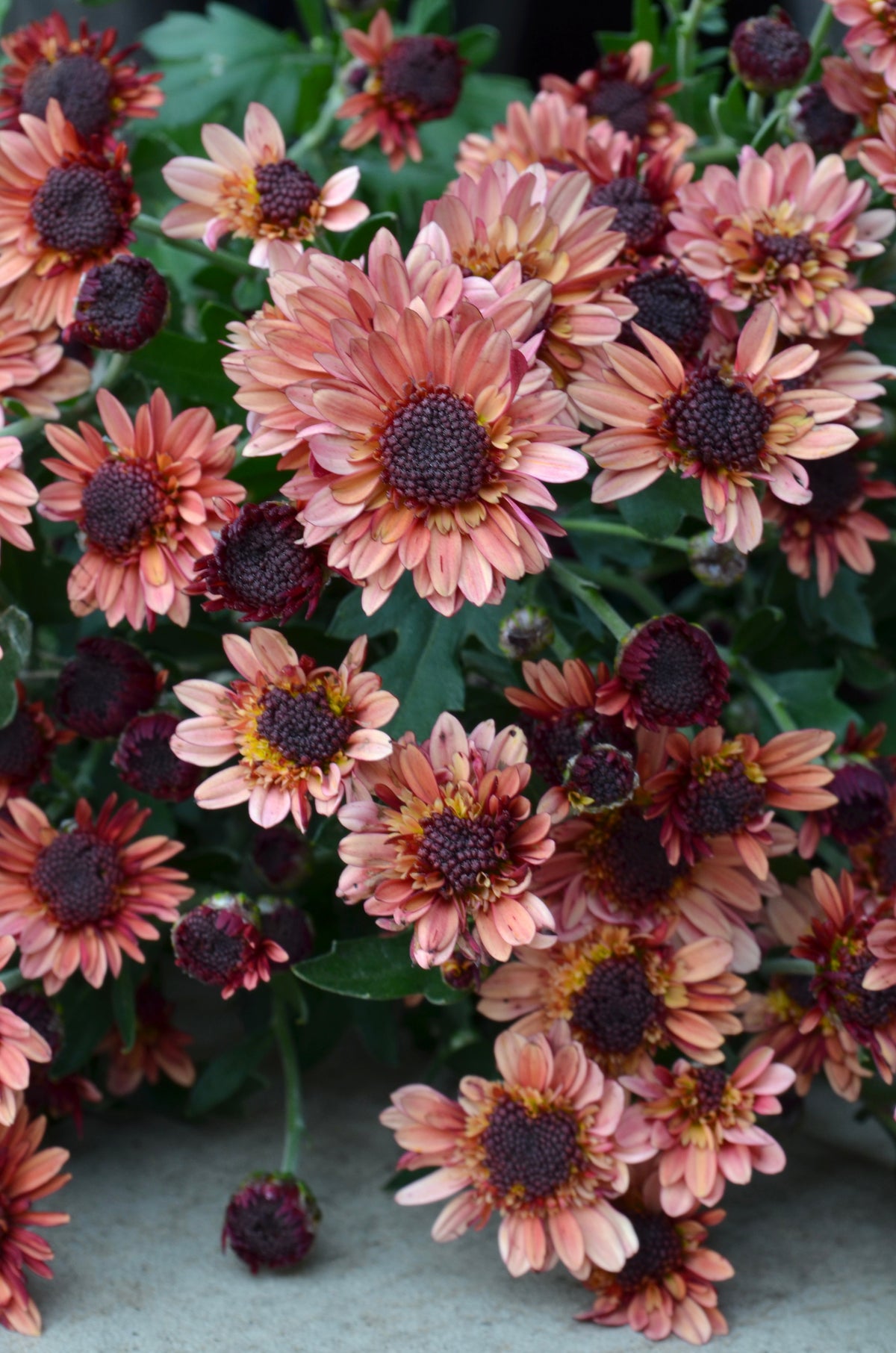 RC- Chrysanthemum 'Suntaste Peach' (4 pack)